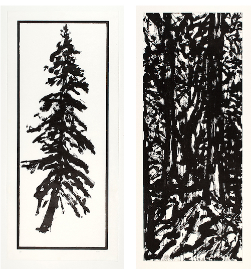 Stehekin Forest and Doug Fir Portrait